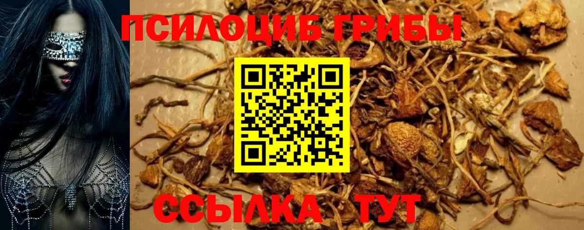 Кудрово  Галлюциногенные грибы Psilocybine cubensis  Вход с VPN 